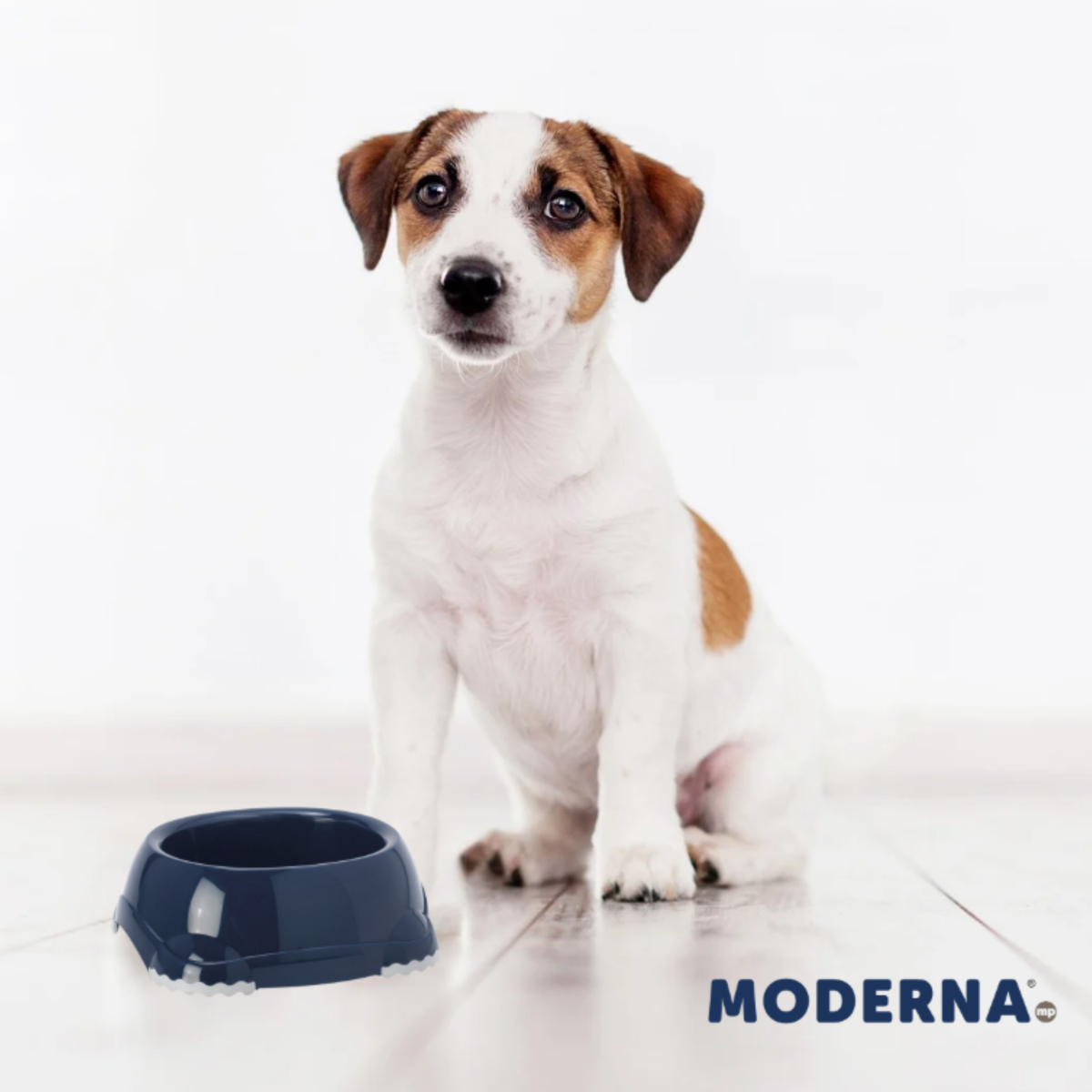 Moderna Plato para mascota Smarty Bowl