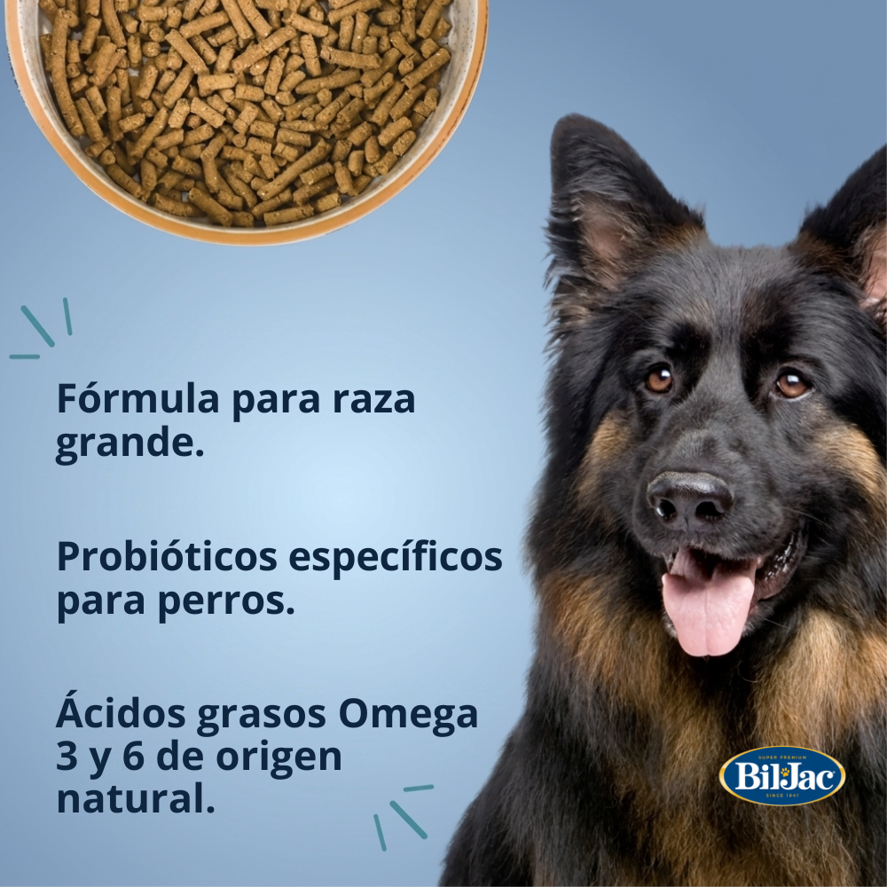 Bil-Jac Perro adulto raza grande