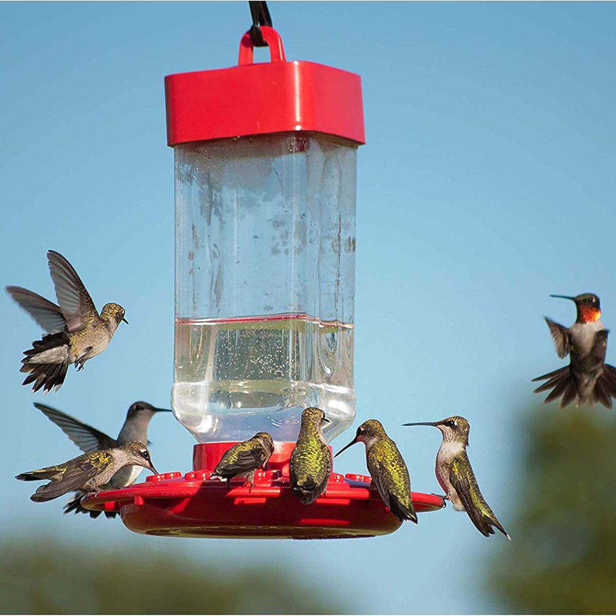 Kaytee Electronectar para Colibrí