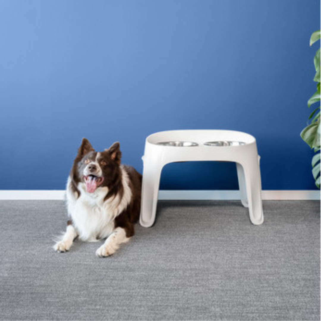 Moderna Skybar Plato alto para mascota