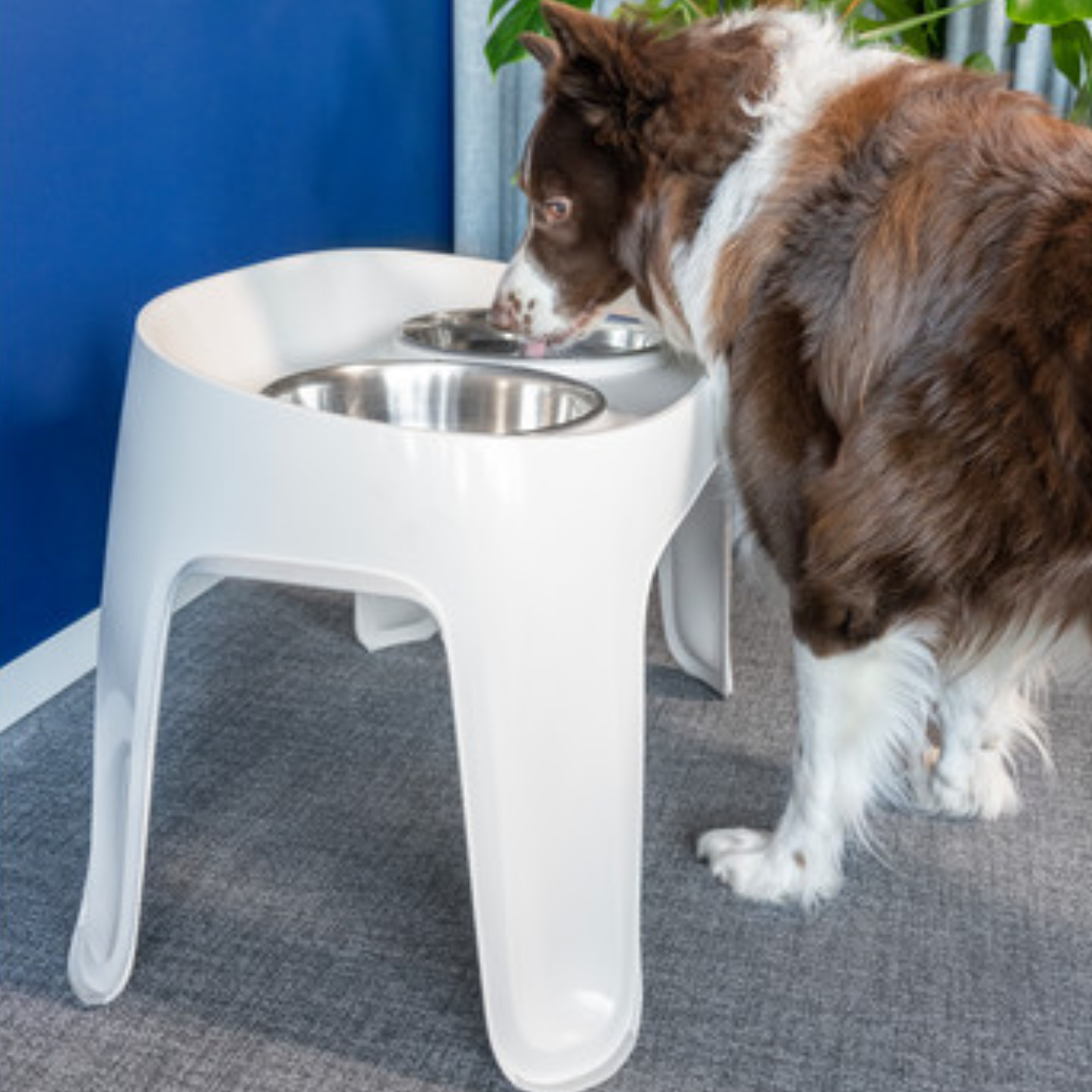 Moderna Skybar Plato alto para mascota