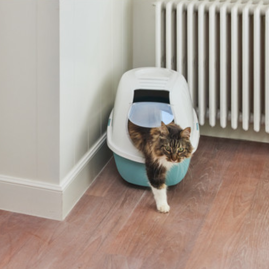 Moderna Arenero cerrado para Gato Smart Cat