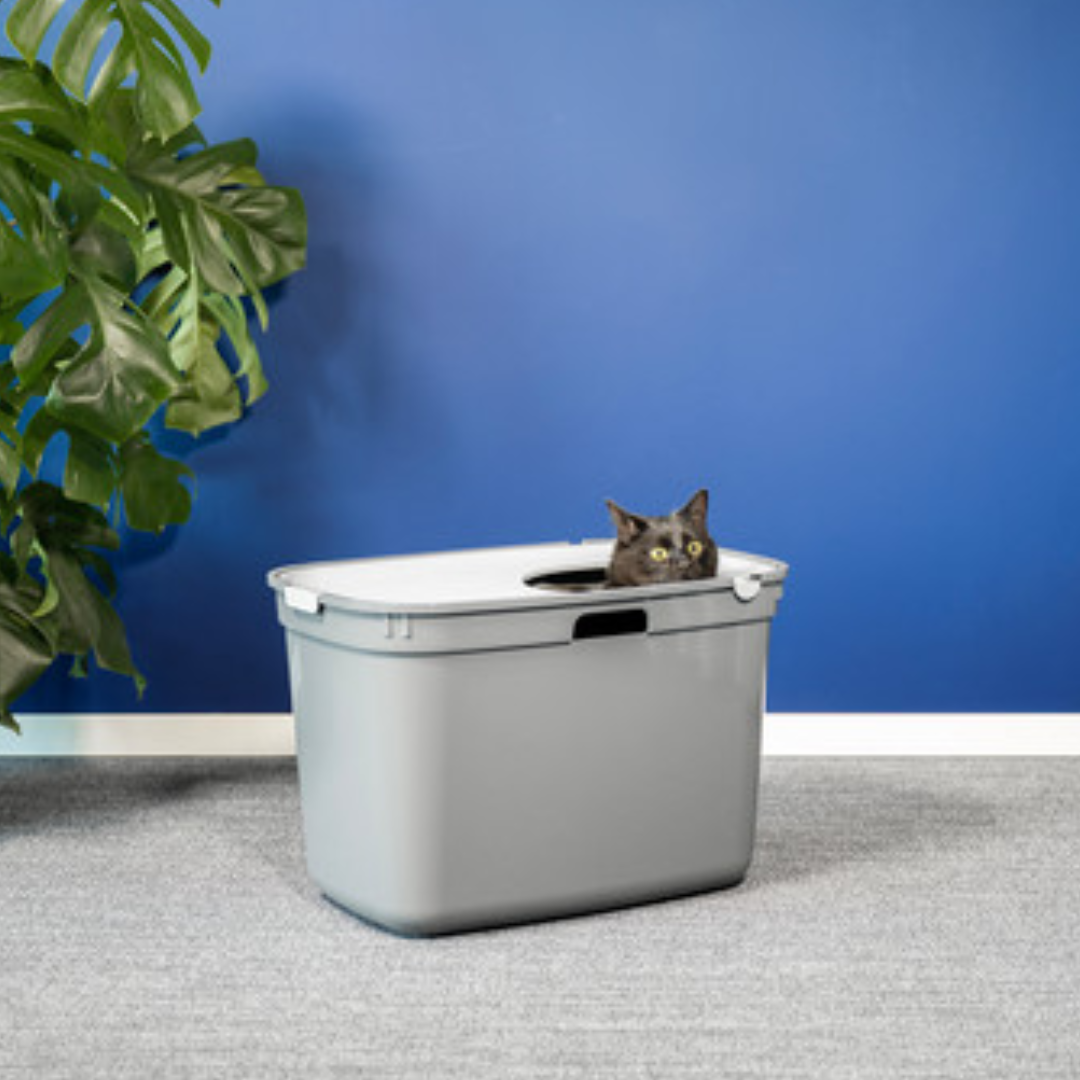 Moderna Arenero para Gato Top Cat