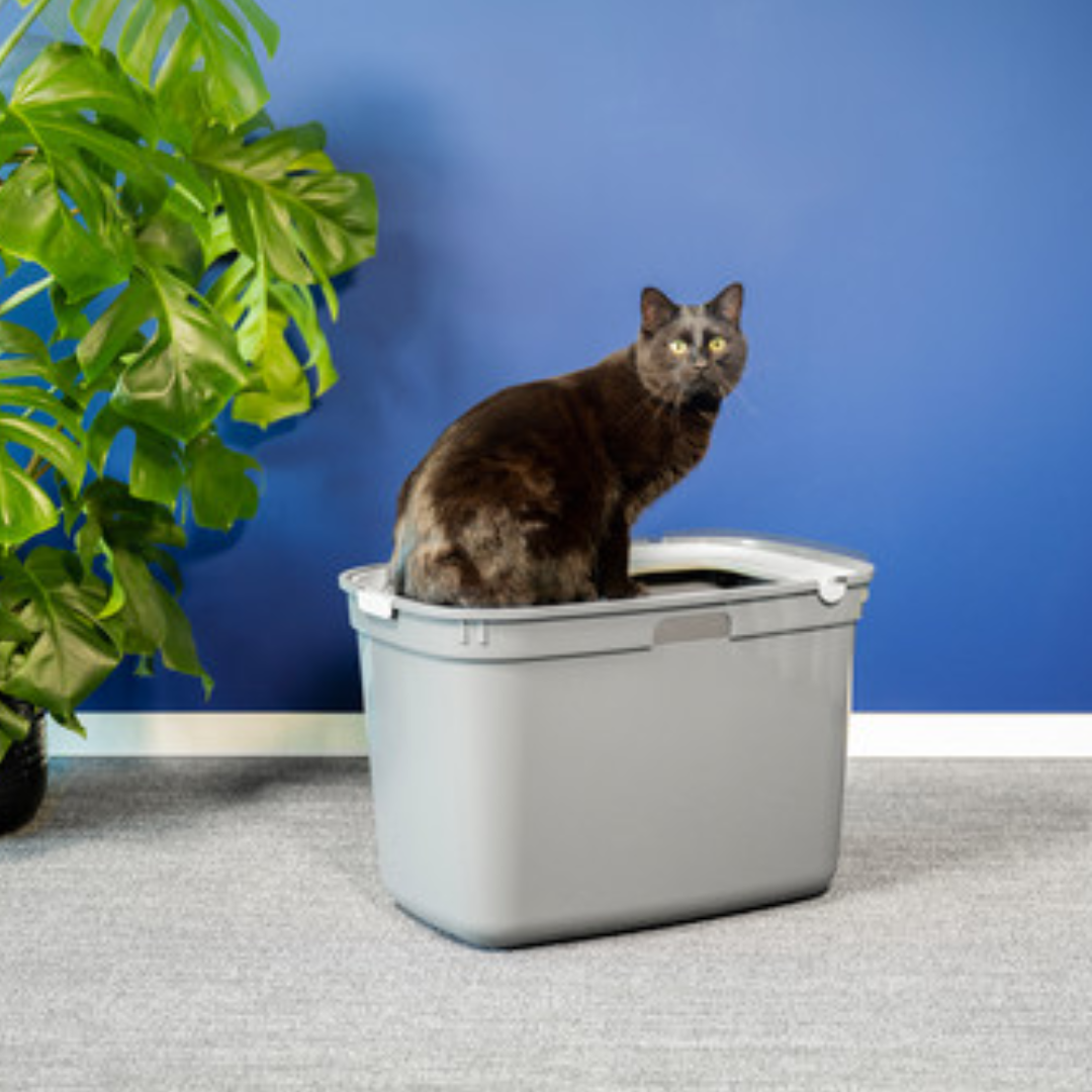 Moderna Arenero para Gato Top Cat