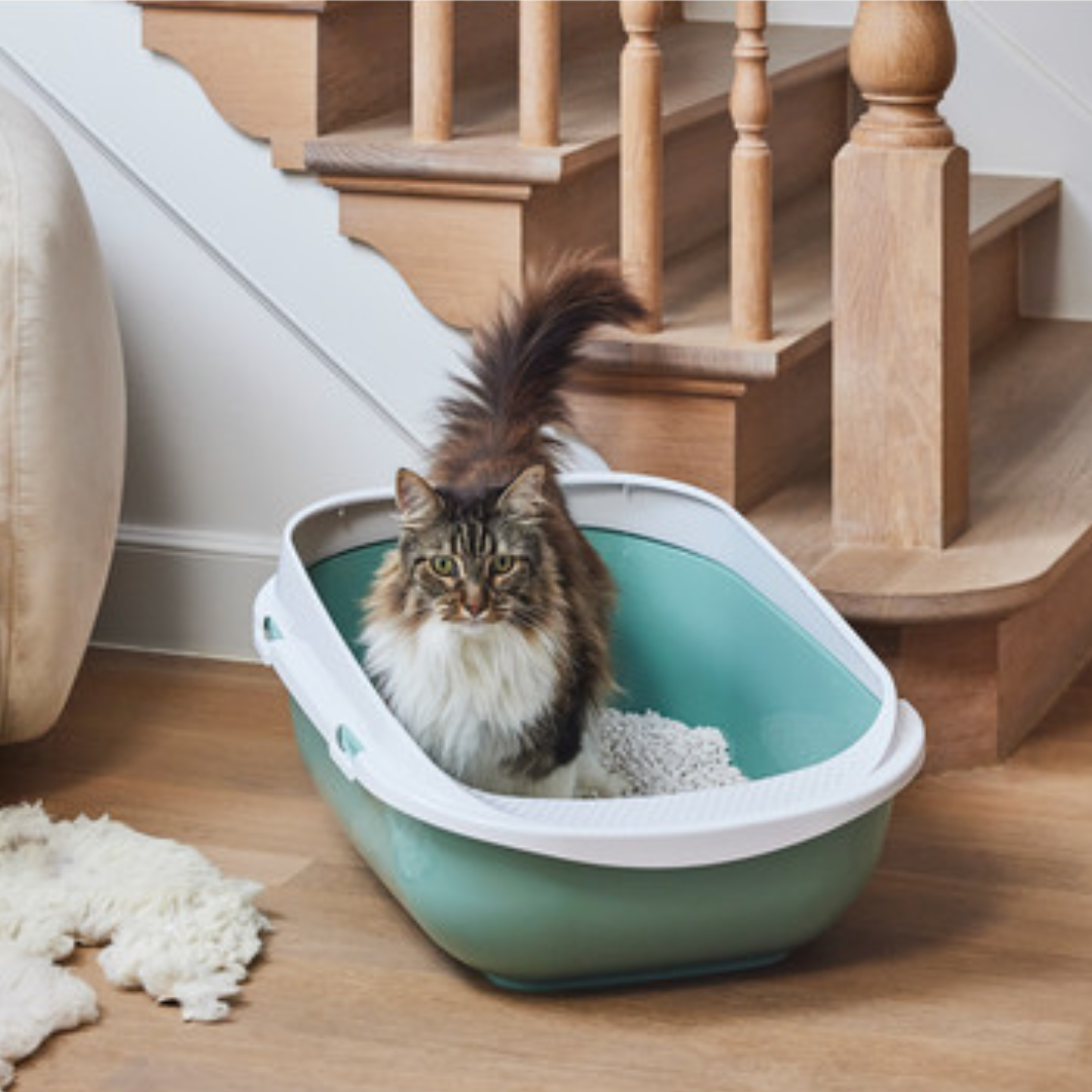 Moderna Arenero abierto Grande Comfy Step para Gato