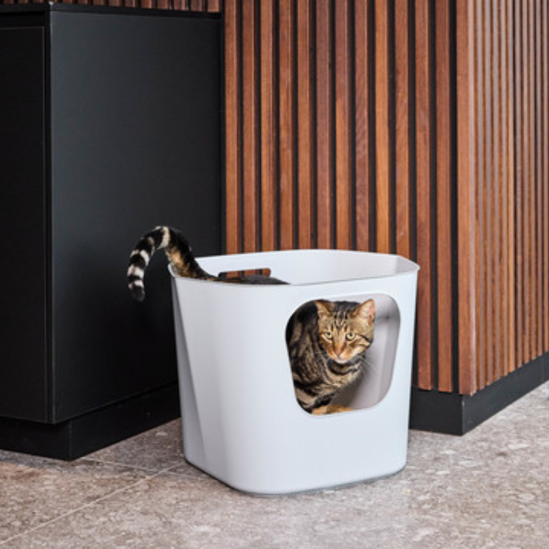 Moderna Arenero Lotus abierto para Gato