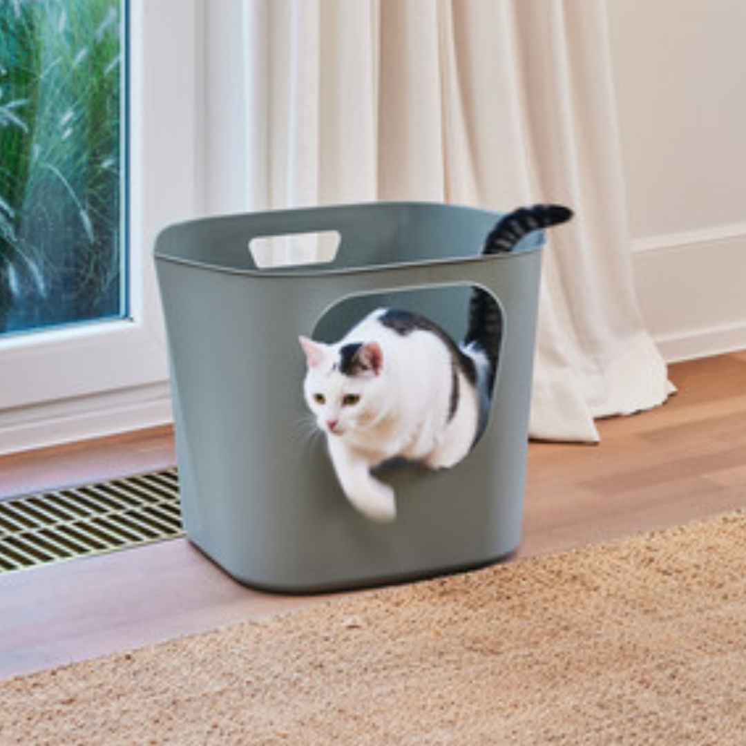 Moderna Arenero Lotus abierto para Gato