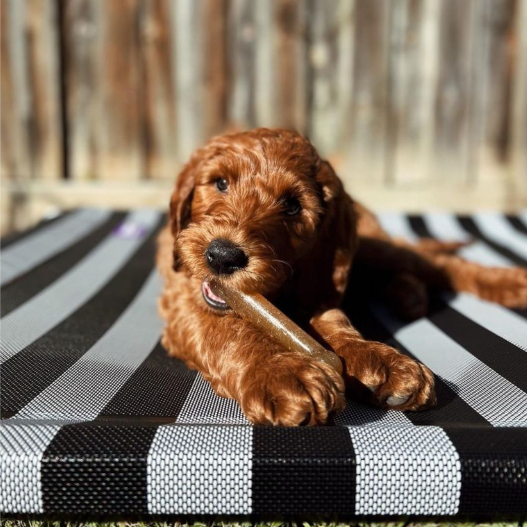 Nylabone Cachorro Juguete Puppy Bone