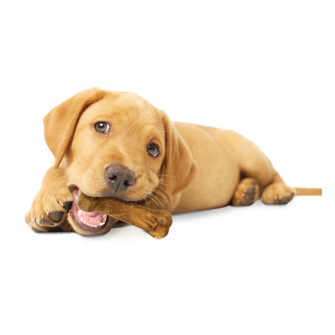 Nylabone Healthy Edibles Premios Cachorro Cordero y Manzana