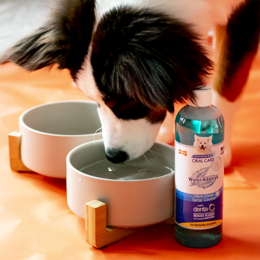 Nylabone Removedor de Sarro Dental Advanced Oral Care Perros