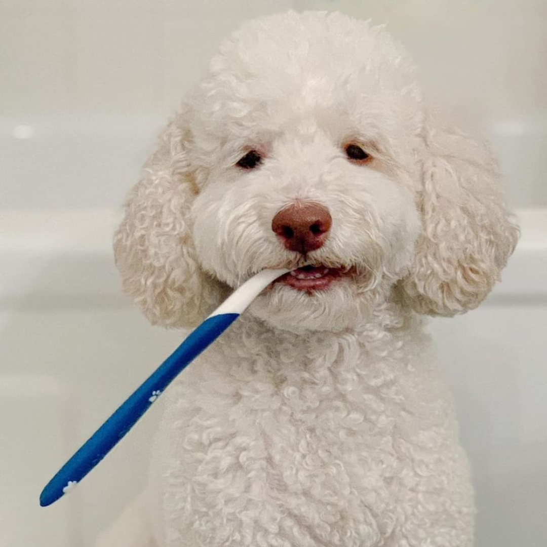 Nylabone Kit Dental Advanced Oral Care para Perros