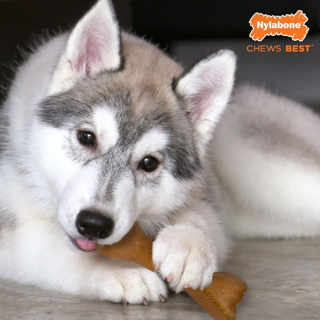 Nylabone Cachorro Hueso Puppy Carne