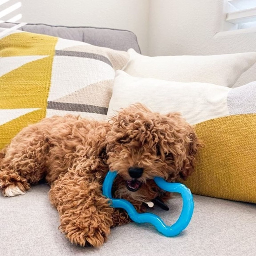 Nylabone Cachorro Juguete Puppy Tug