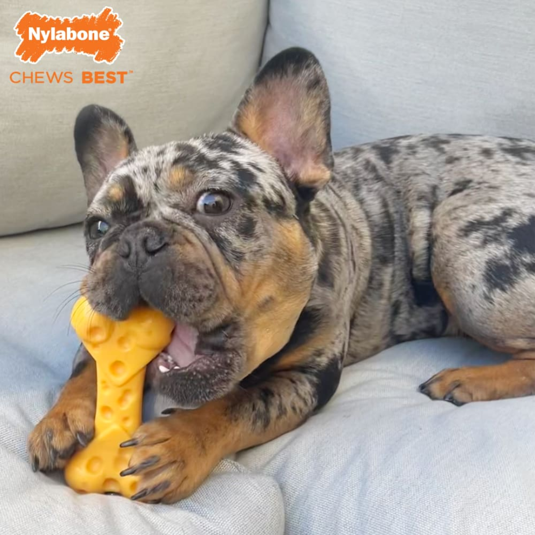Nylabone Juguete Power Chew Sabor a Queso