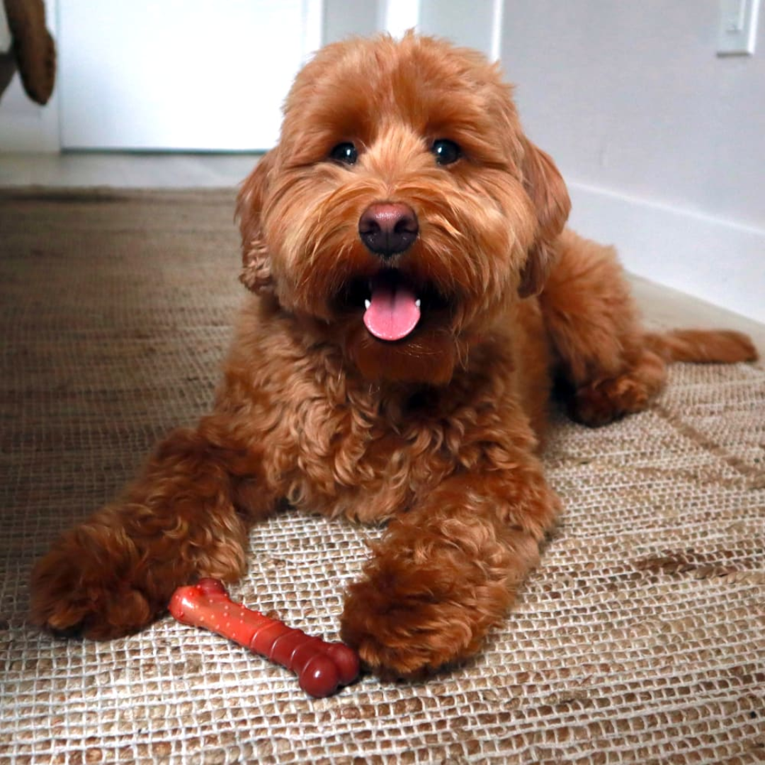 Nylabone Juguete Power Chew Huesito Texturizado Beef Jerky