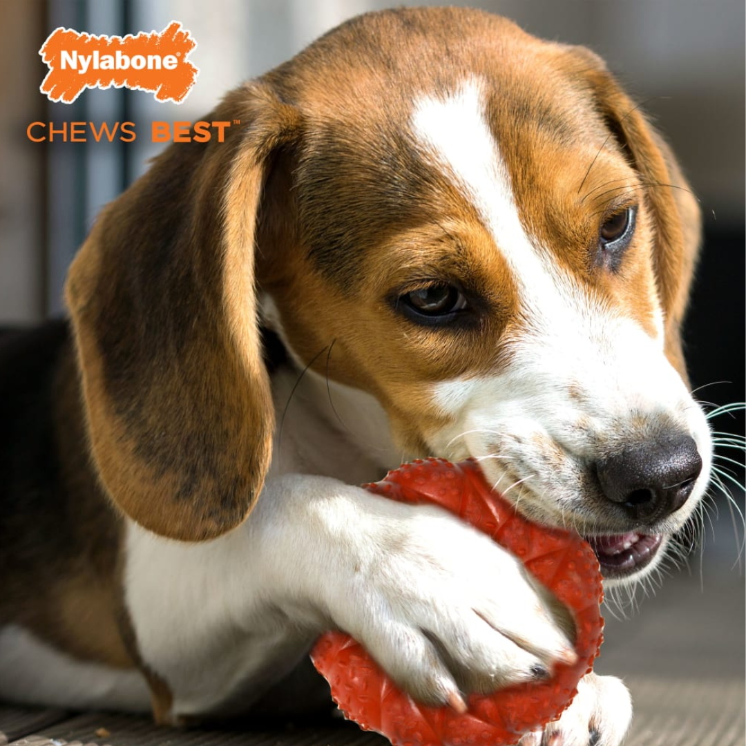 Nylabone Juguete Anillo Trenzado