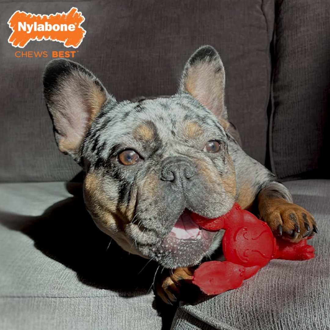 Nylabone Juguete Masticable Langosta